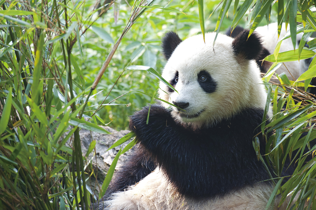 Improving biodiversity by protecting pandas & habitats