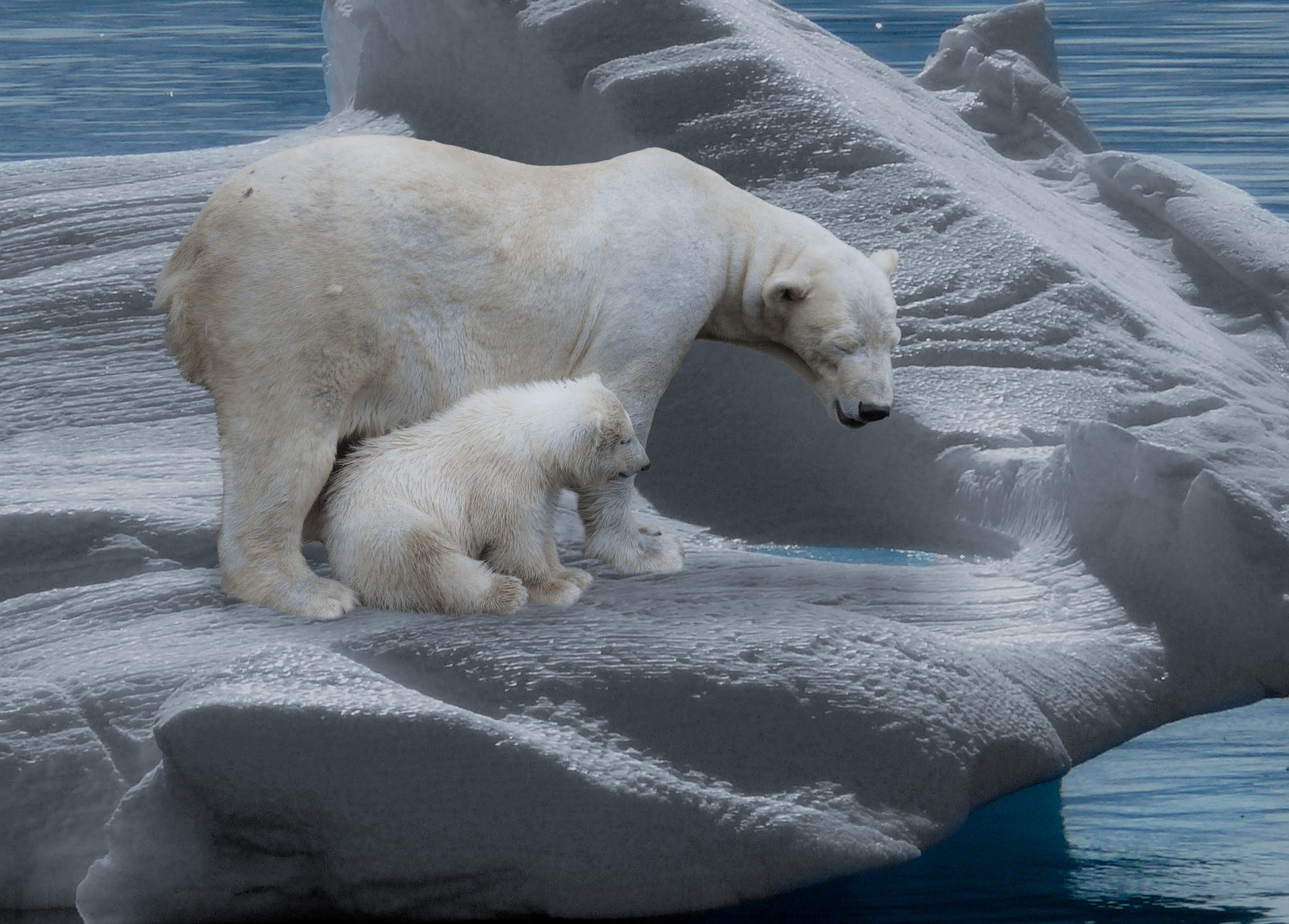 Danish Standards climate commitment